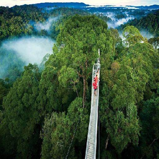 Rainforest
