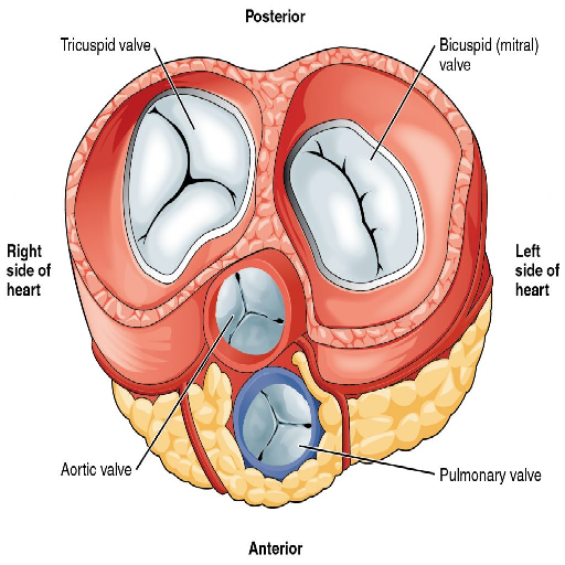 Structural Heart Diseases