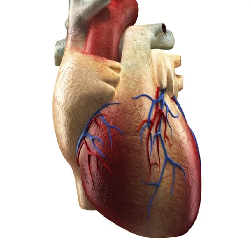 Cardiac procedure